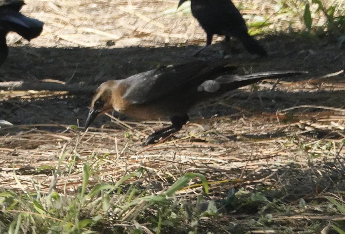 Great-tailed Grackle - ML645065939