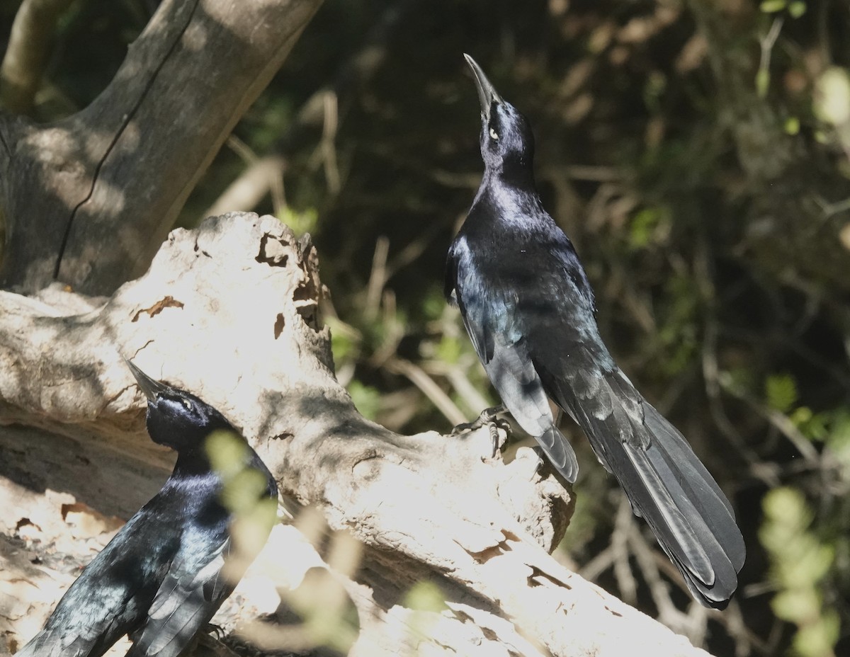 Great-tailed Grackle - ML645065941