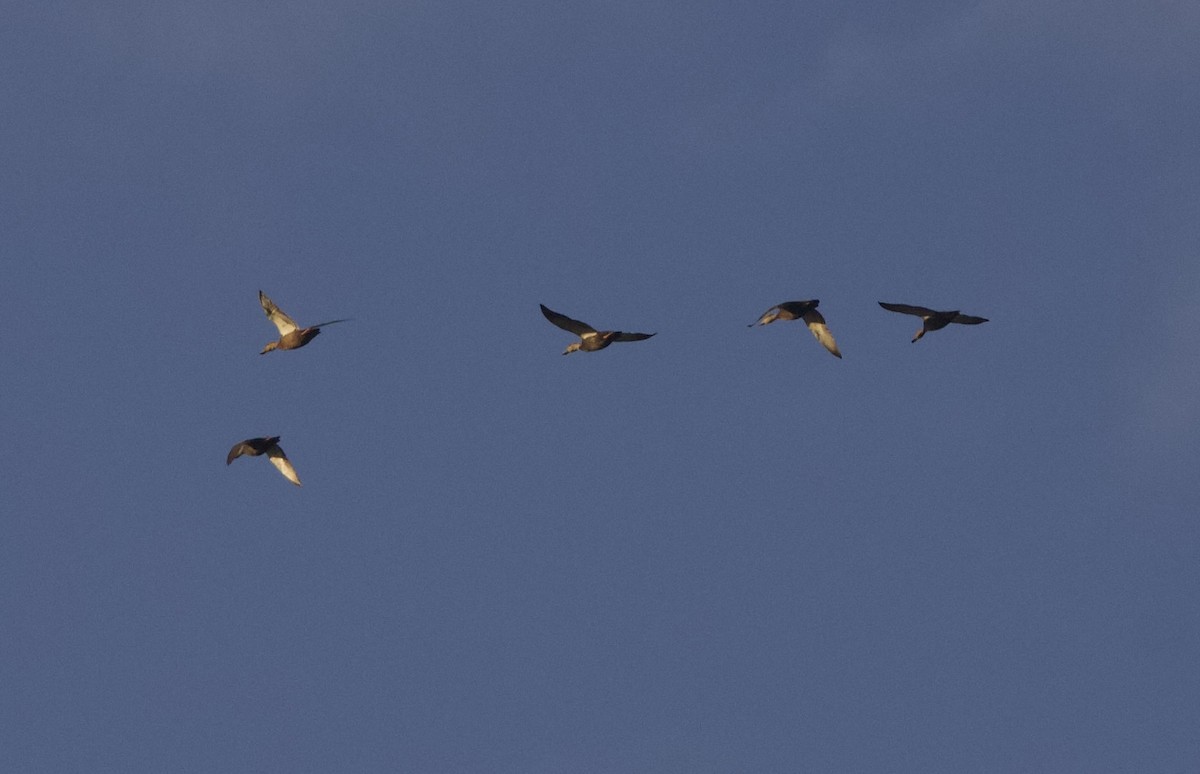 rødfotand - ML645065957