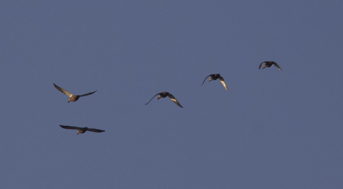 rødfotand - ML645065958