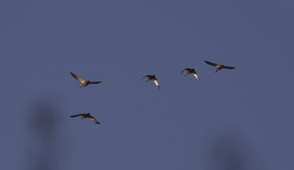 rødfotand - ML645065959