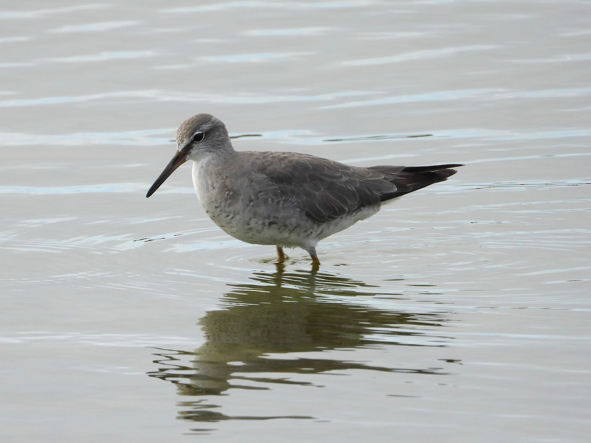 キアシシギ - ML645065963