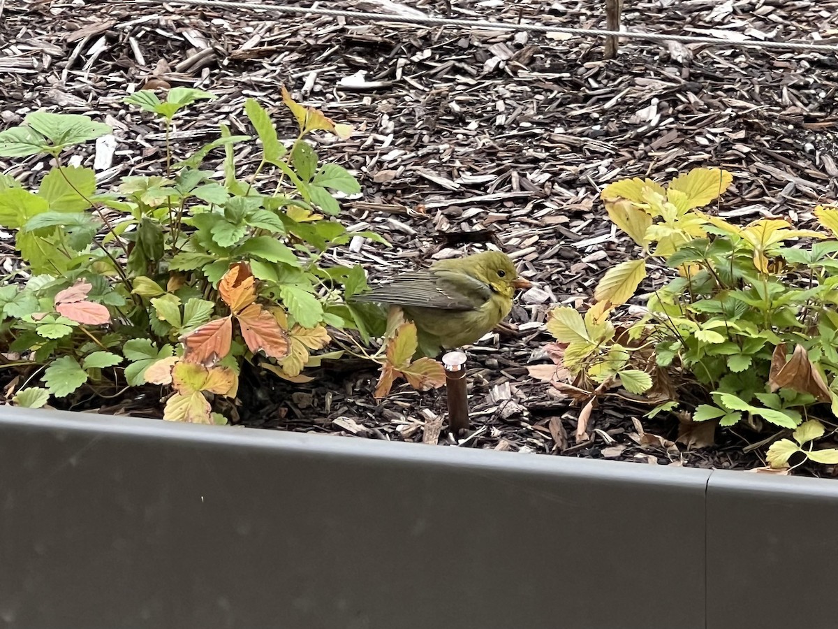 Scarlet Tanager - ML645065966