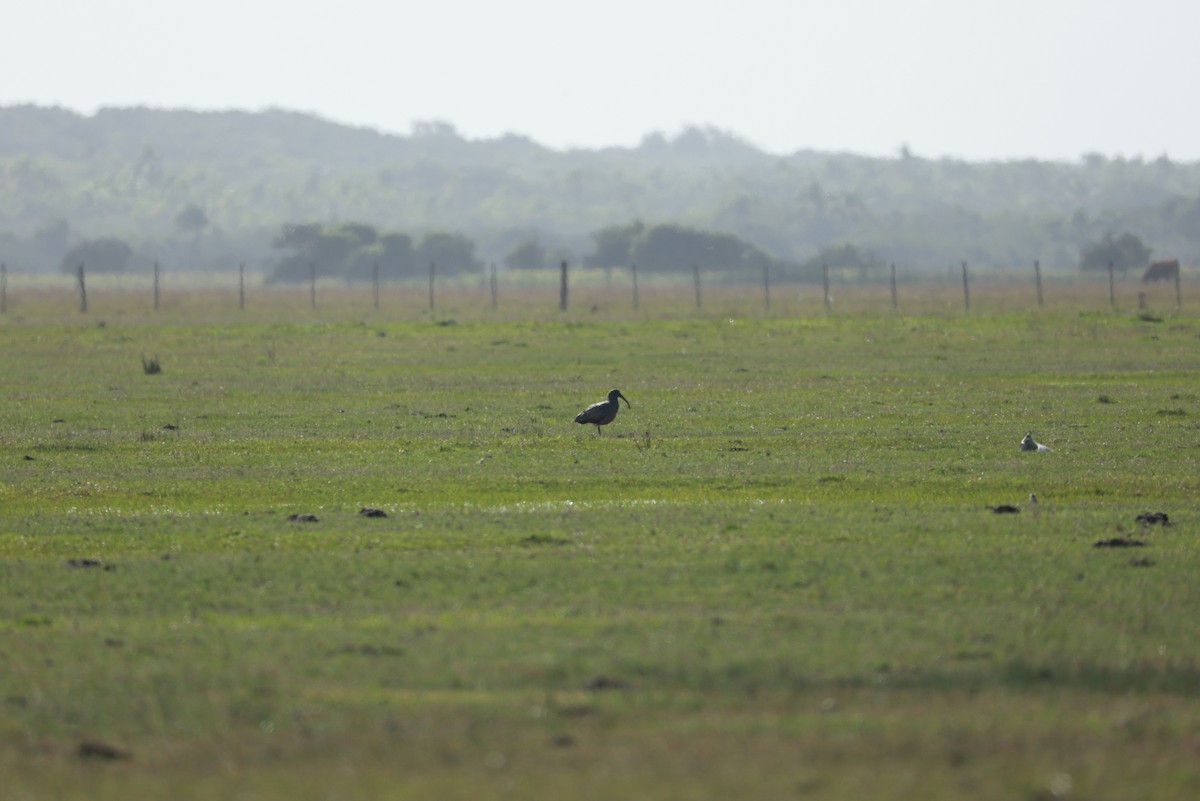 Plumbeous Ibis - ML645065968