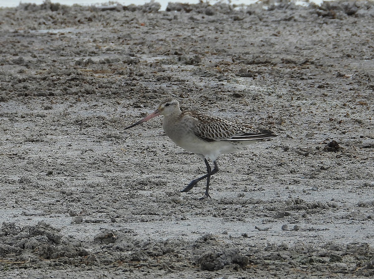 lappspove - ML645065969