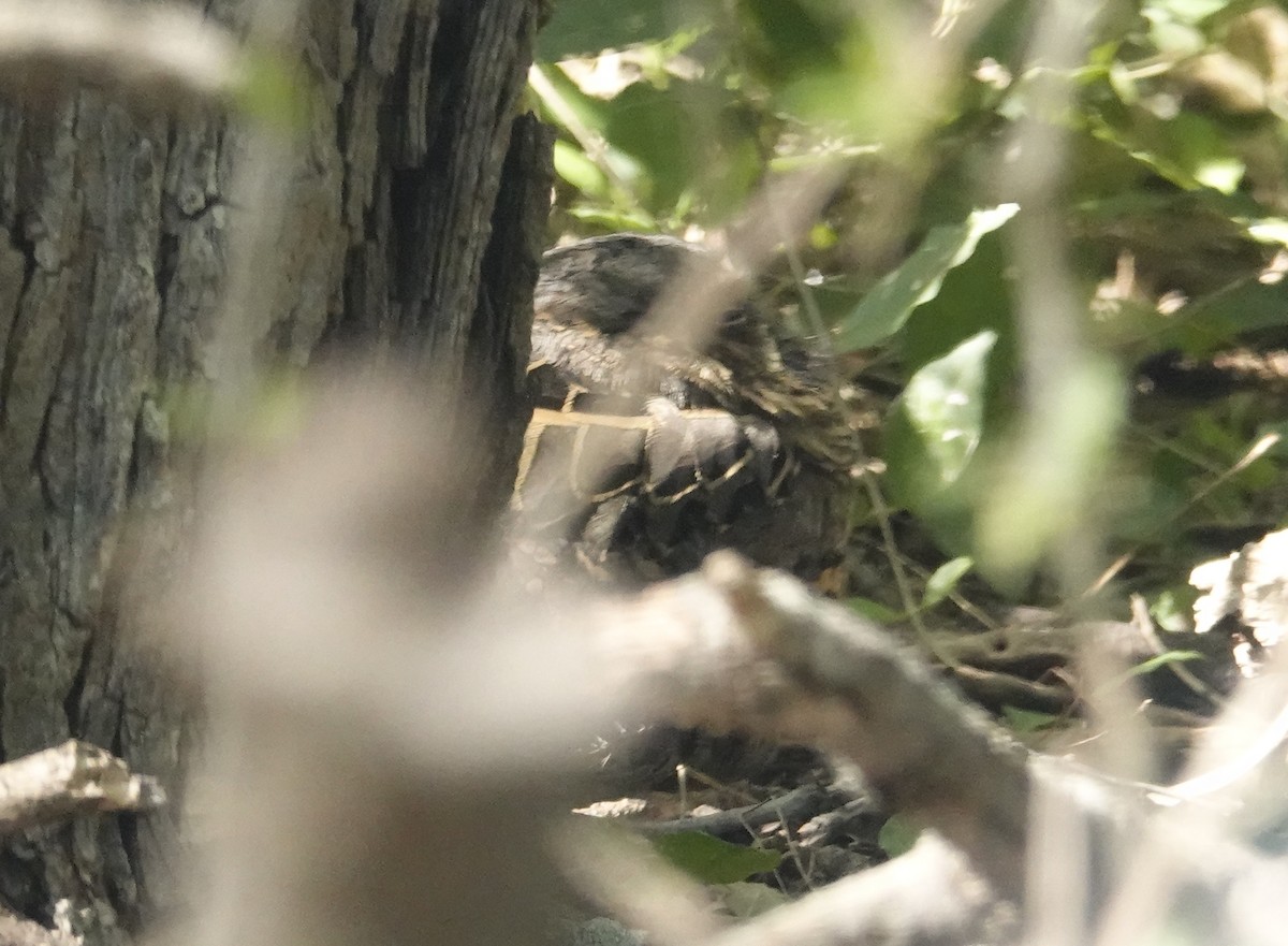 Пораке - ML645065970