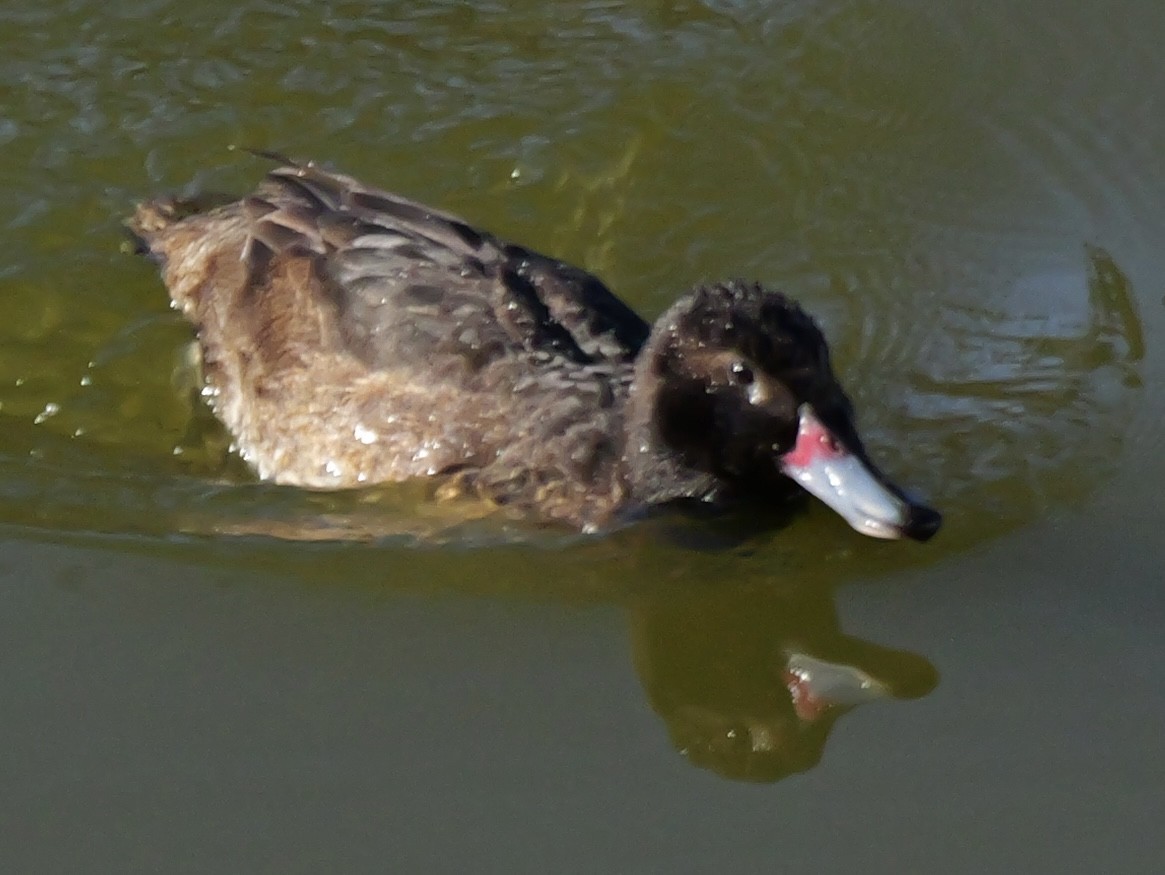 Черноголовая утка - ML645065971