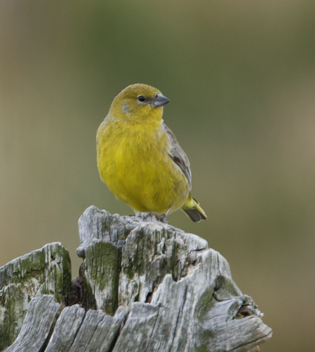 キゴシキンノジコ - ML645065973