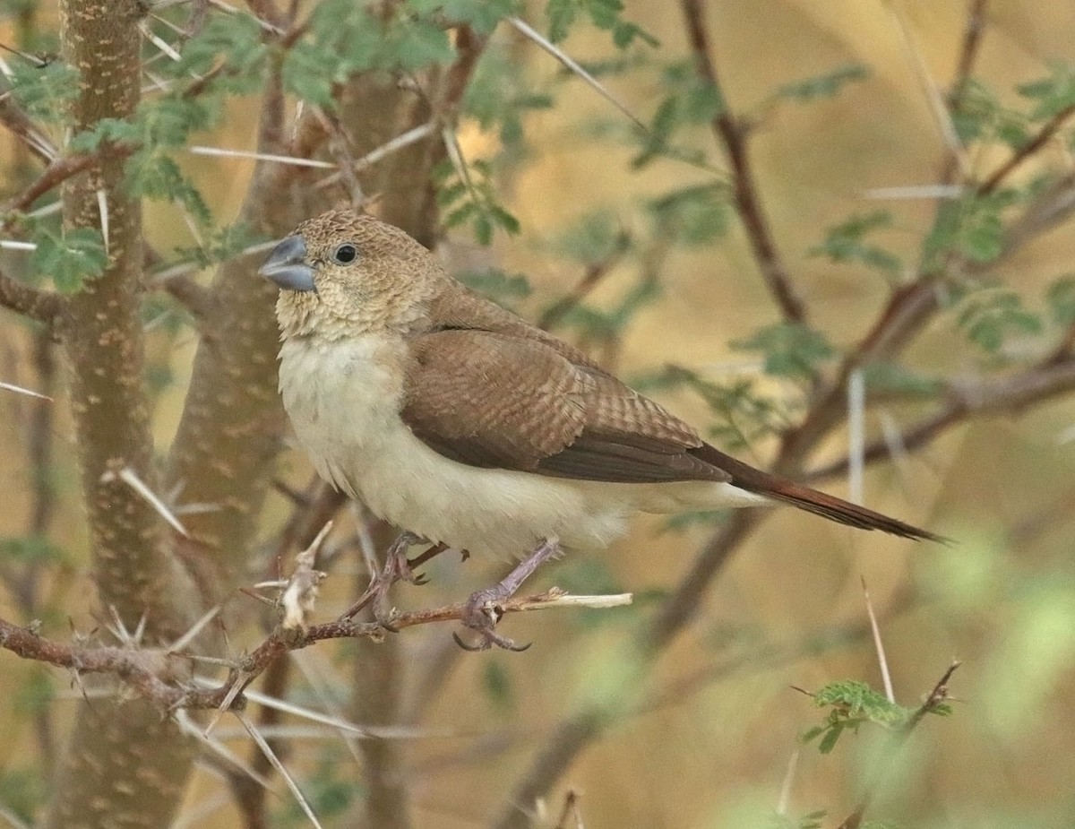 African Silverbill - ML645065985