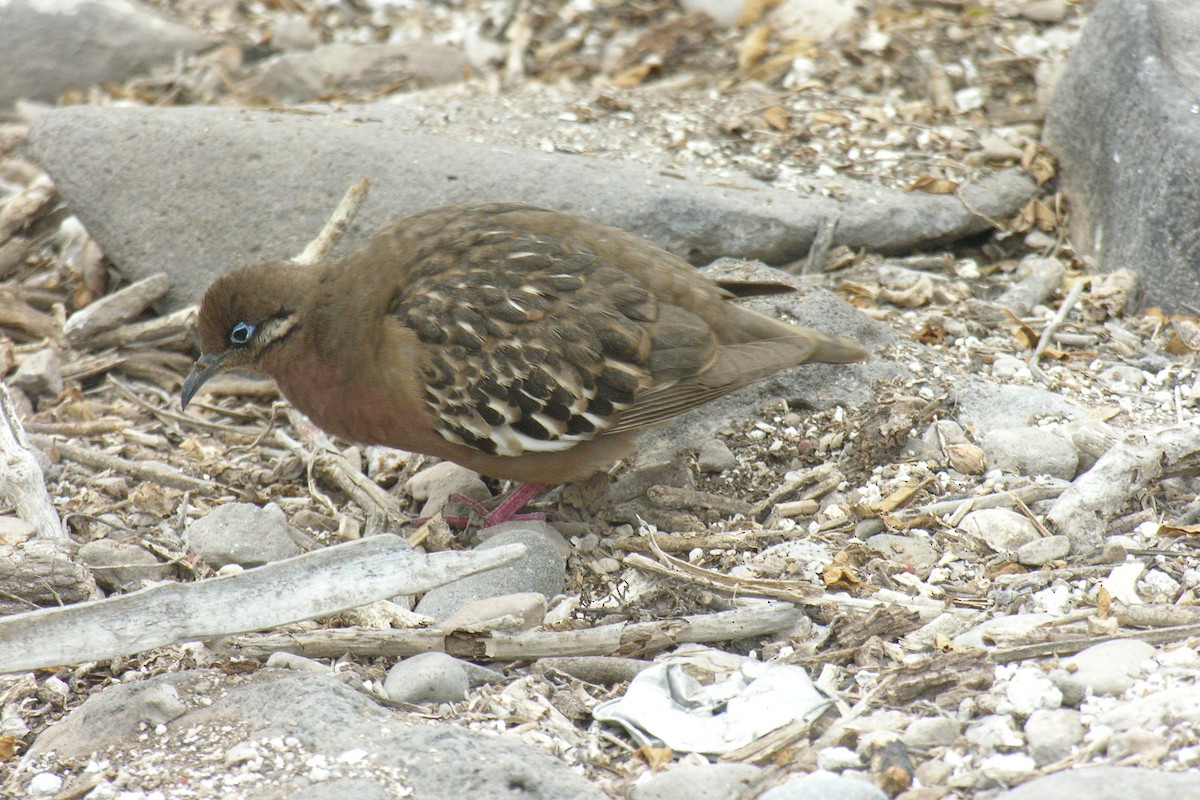 Galapagos Dove - ML645066001