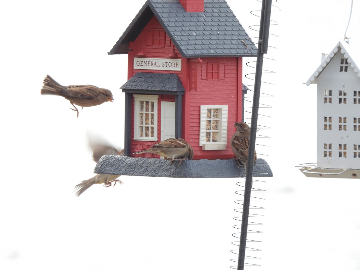 Gorrión Común - ML645066026