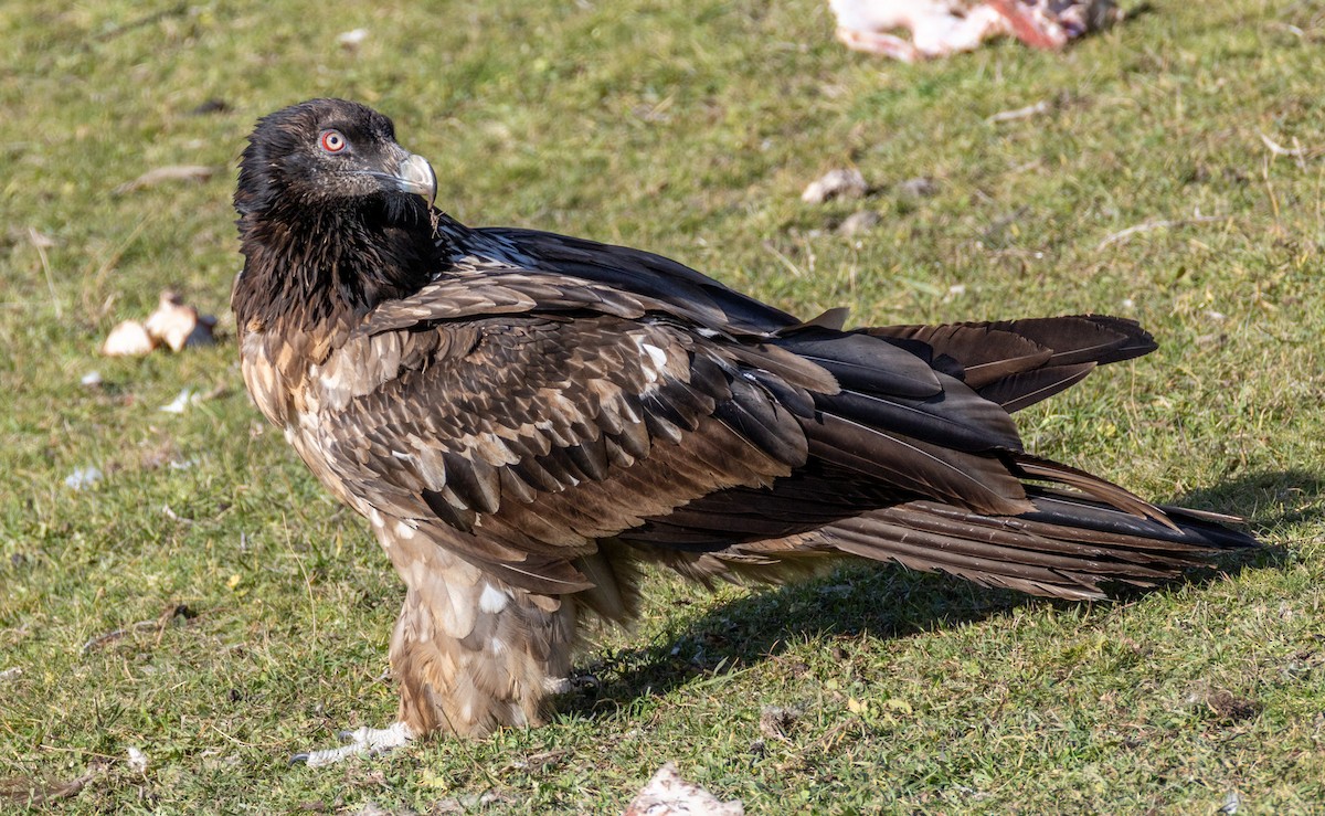Bearded Vulture - ML645066032