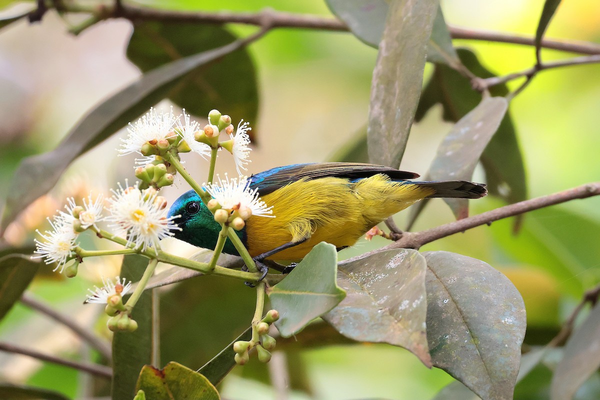 strdimil obojkový - ML645066035