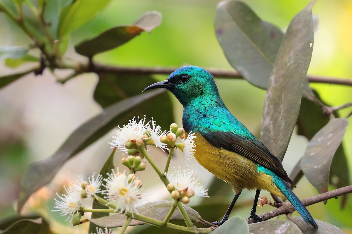 strdimil obojkový - ML645066037