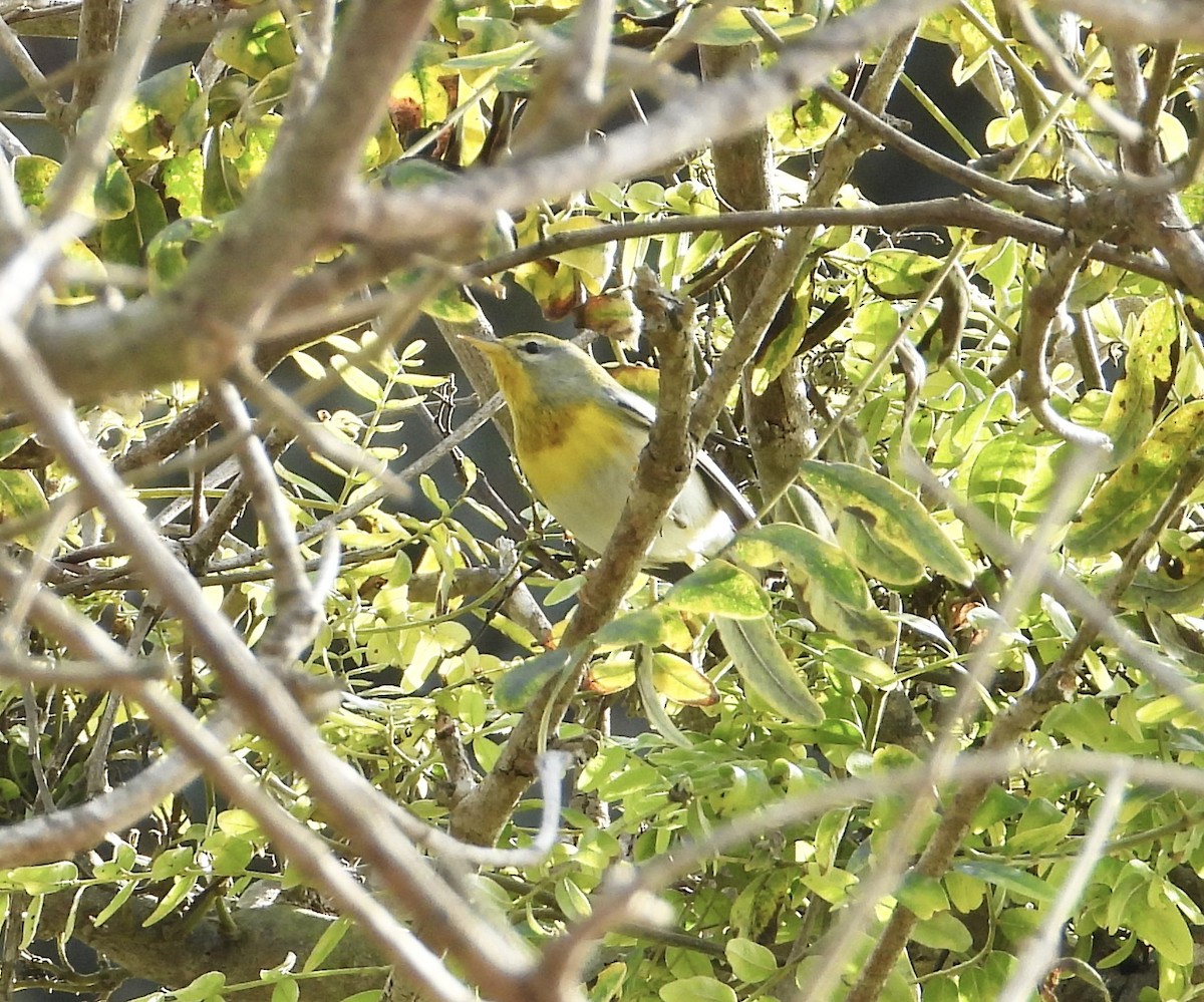 stryparula - ML645066051