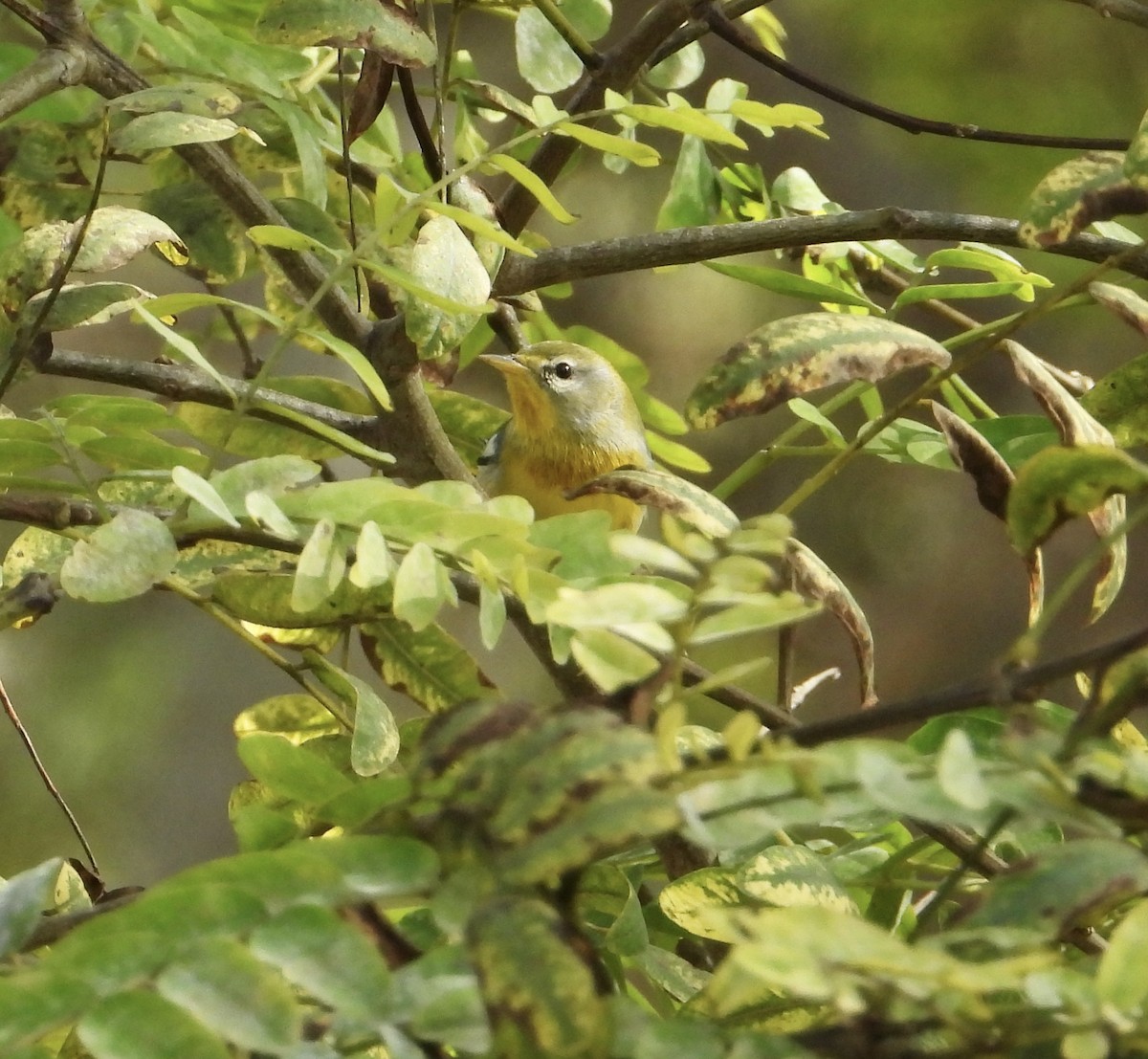 stryparula - ML645066052