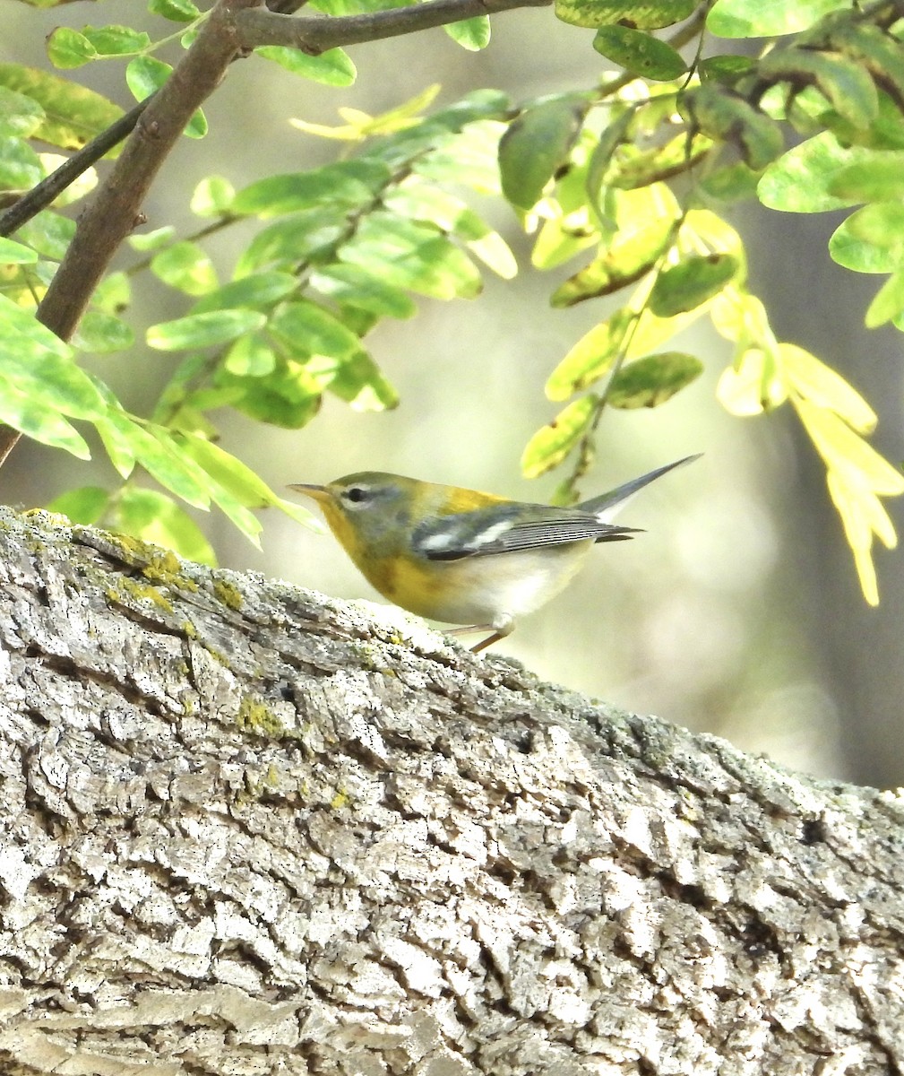 stryparula - ML645066053