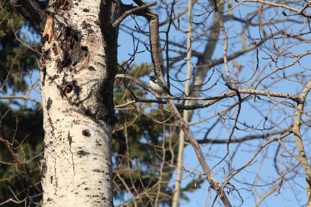 Black-throated Blue Warbler - ML645066064