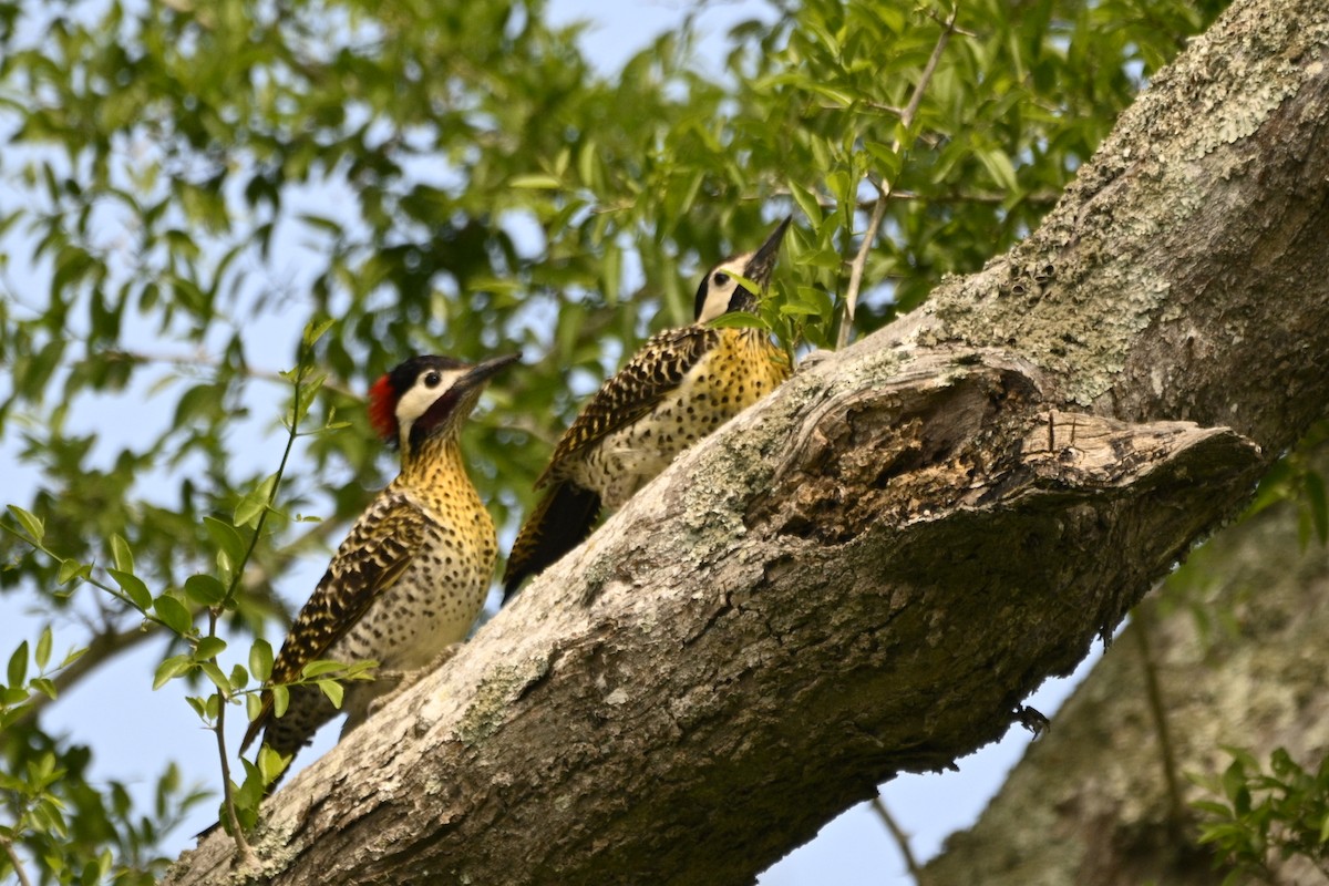 Декол плямистоволий - ML645066074