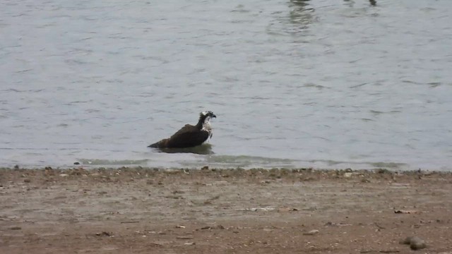 Osprey (American) - ML645066078