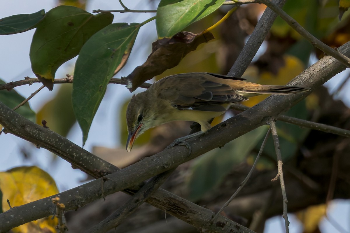 קנית אפריקנית - ML645066087