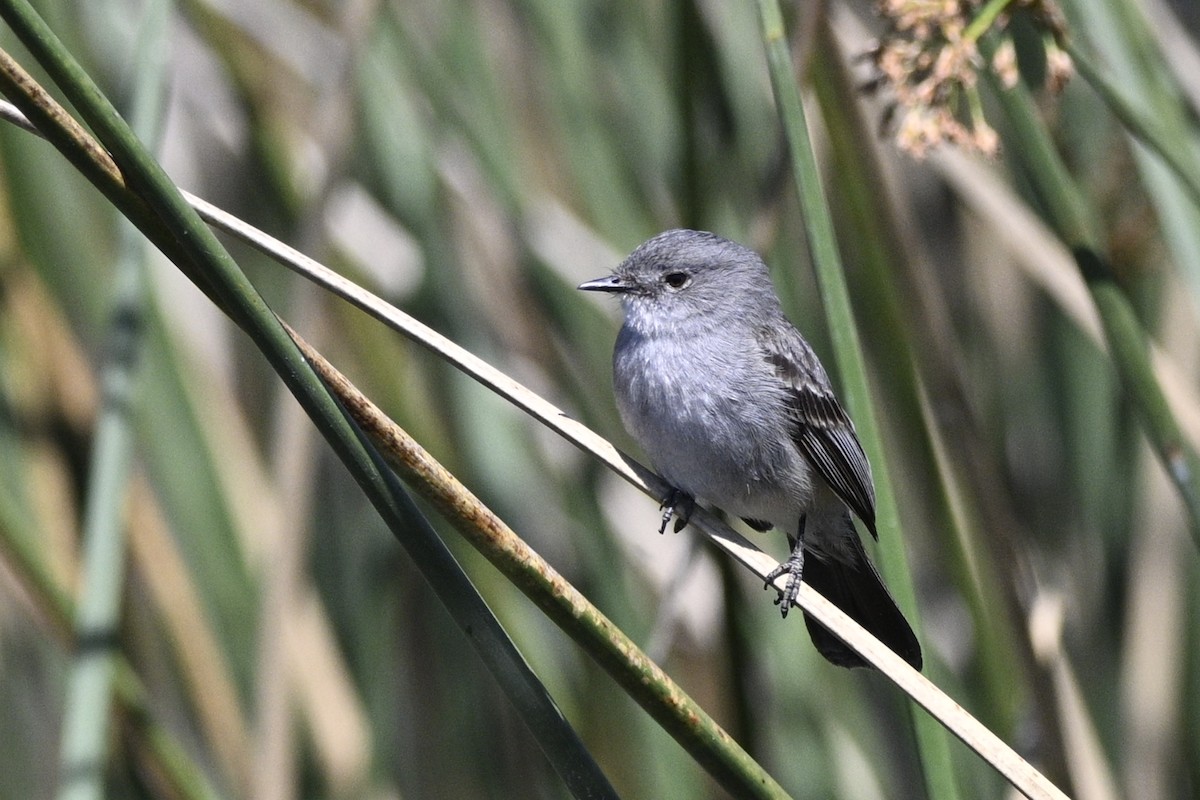 Sooty Tyrannulet - ML645066113