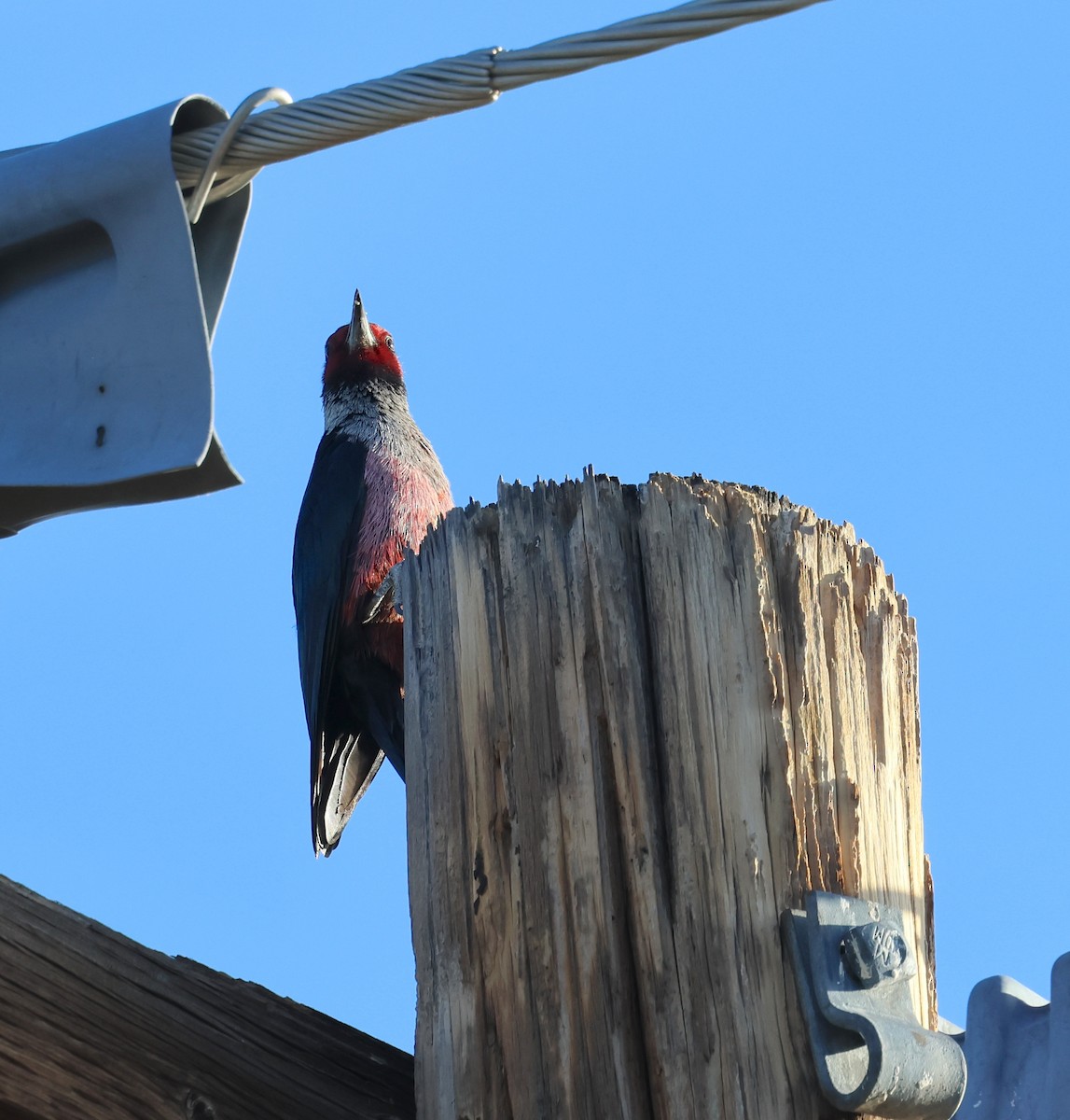 Lewis's Woodpecker - ML645066114