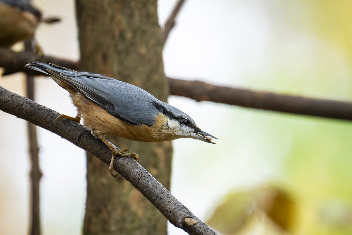 Eurasian Nuthatch - ML645066121