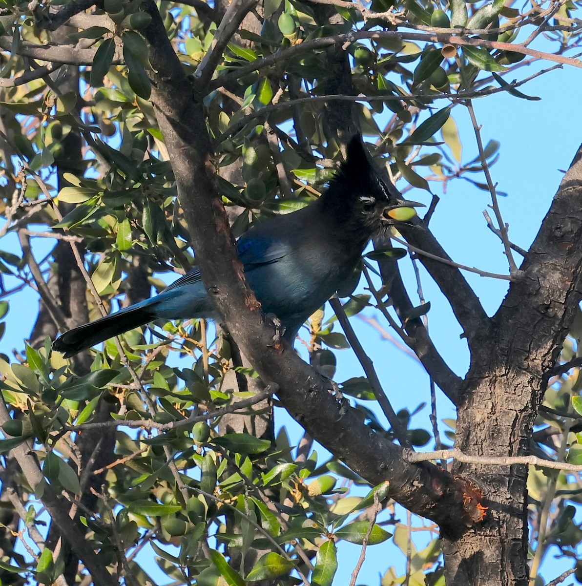 Steller's Jay (Southwest Interior) - ML645066127