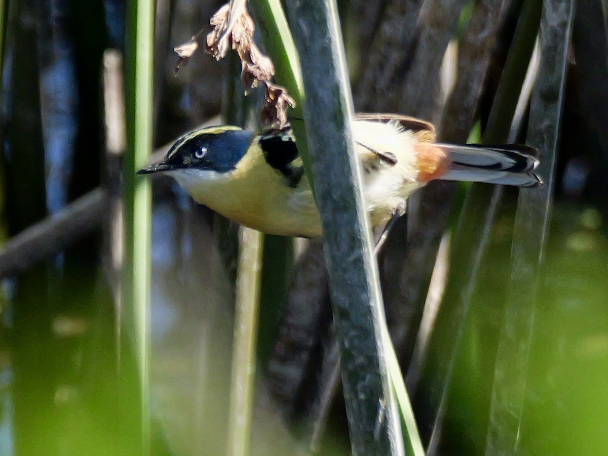 Many-colored Rush Tyrant - ML645066128