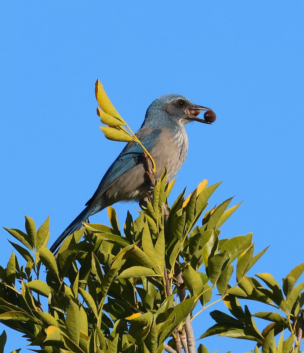 Woodhouse's Scrub-Jay - ML645066131