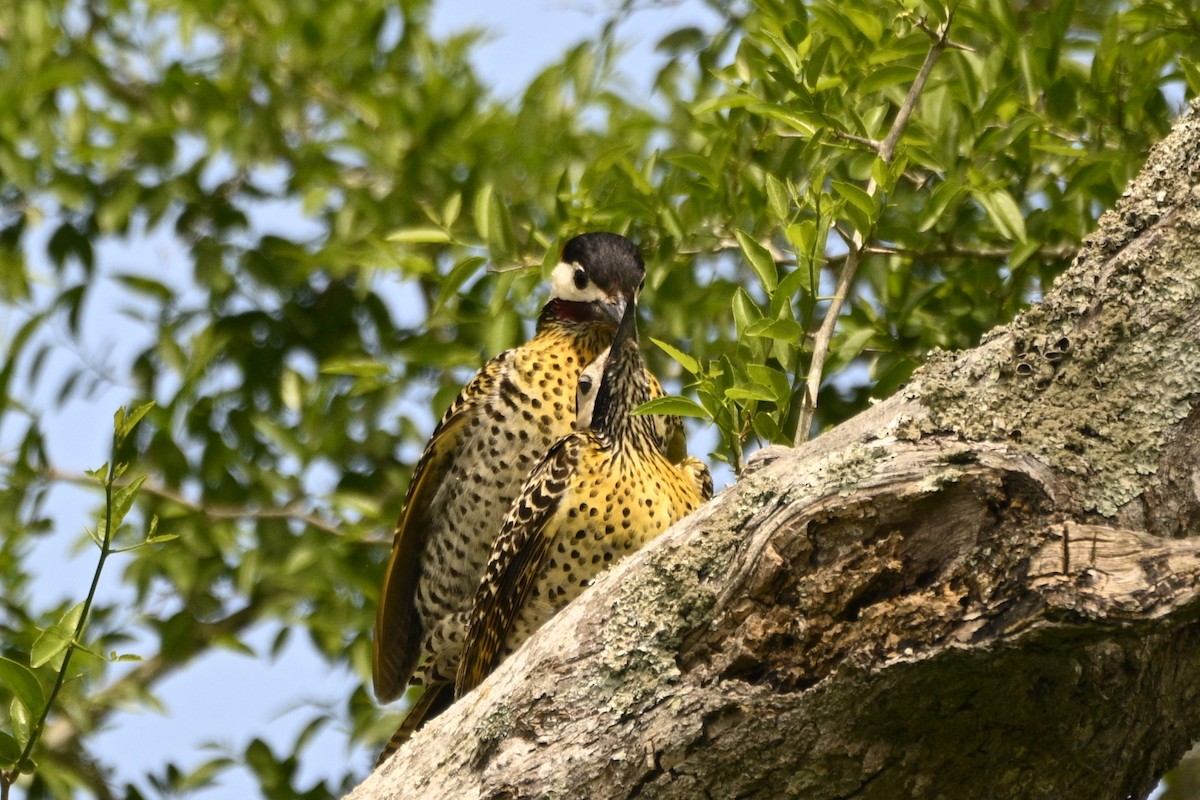 Декол плямистоволий - ML645066133