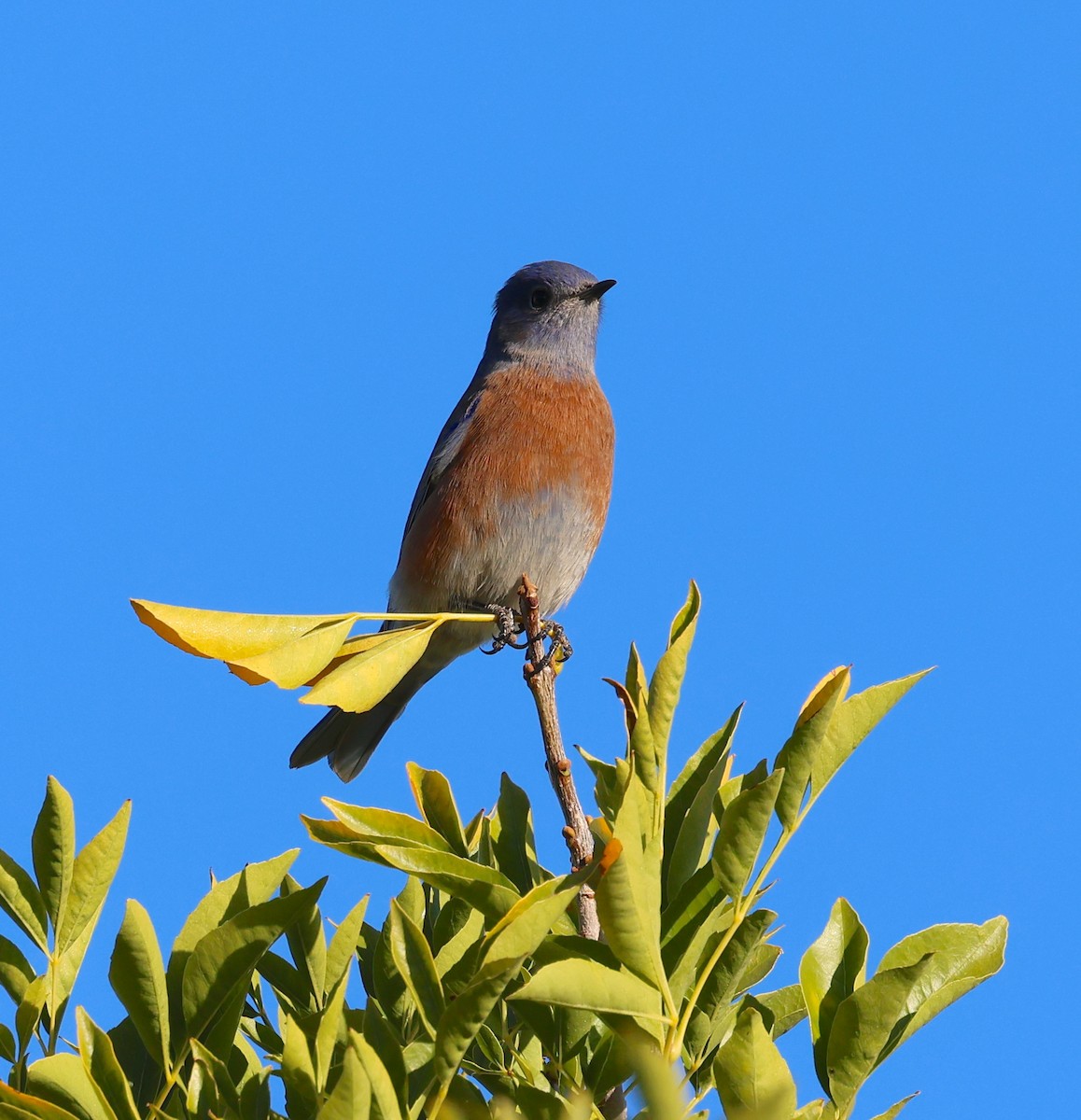 Western Bluebird - ML645066135