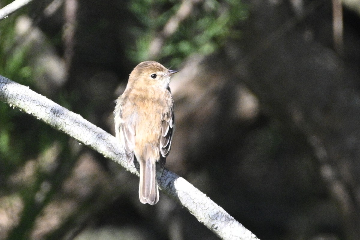 Bran-colored Flycatcher - ML645066157