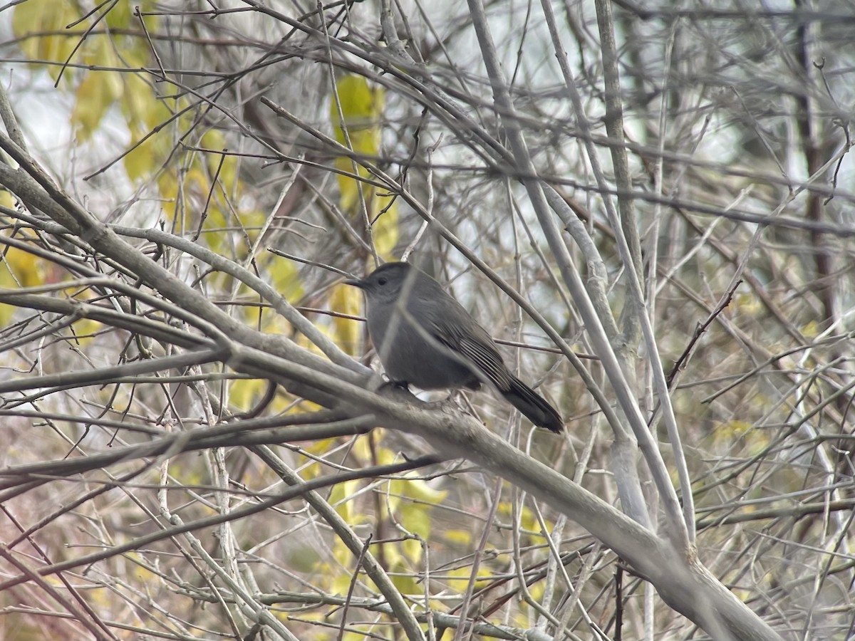 Gray Catbird - ML645066180