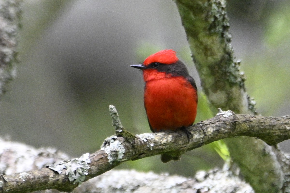 Vermilion Flycatcher - ML645066186