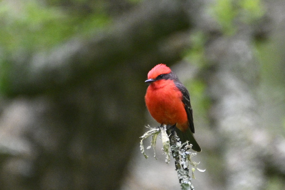 Vermilion Flycatcher - ML645066187
