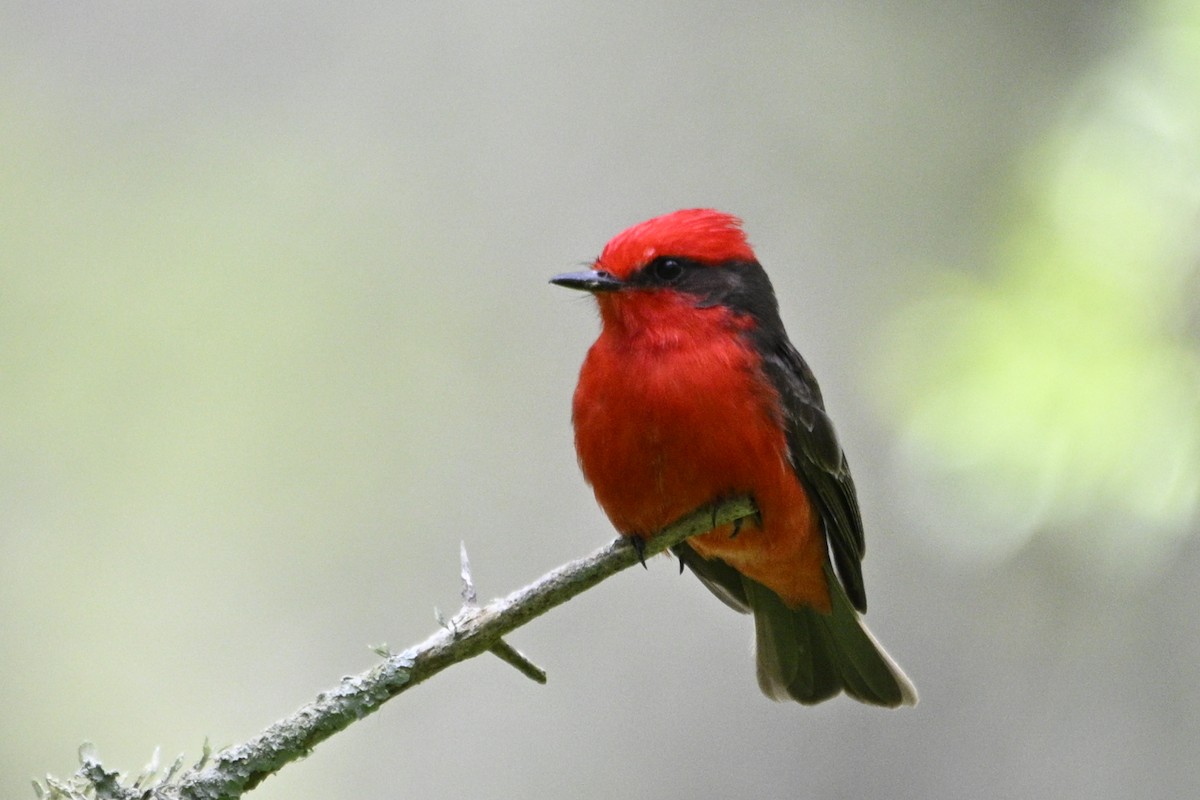 Vermilion Flycatcher - ML645066188