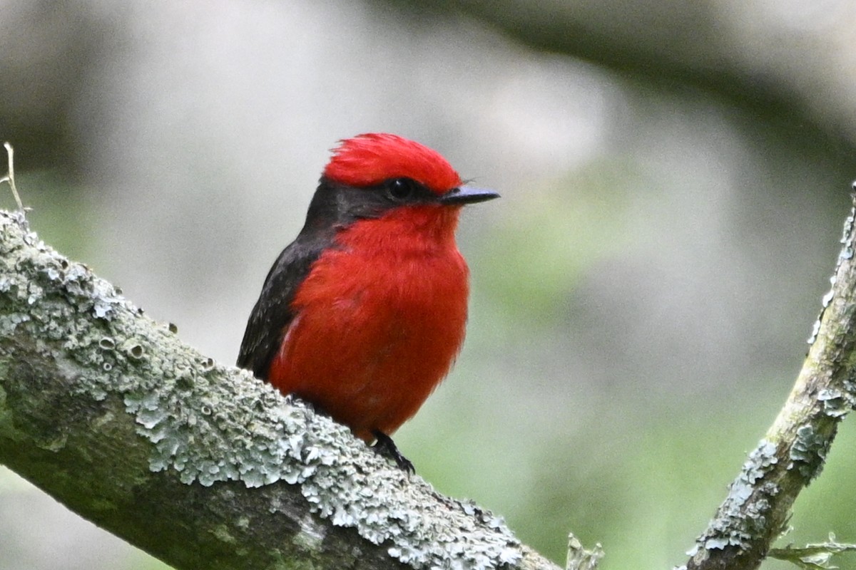 Vermilion Flycatcher - ML645066189