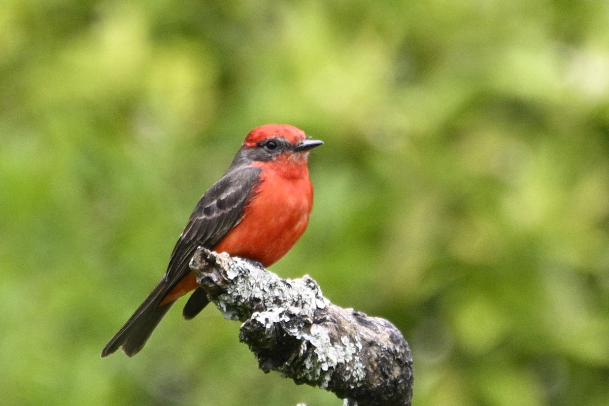 Vermilion Flycatcher - ML645066190
