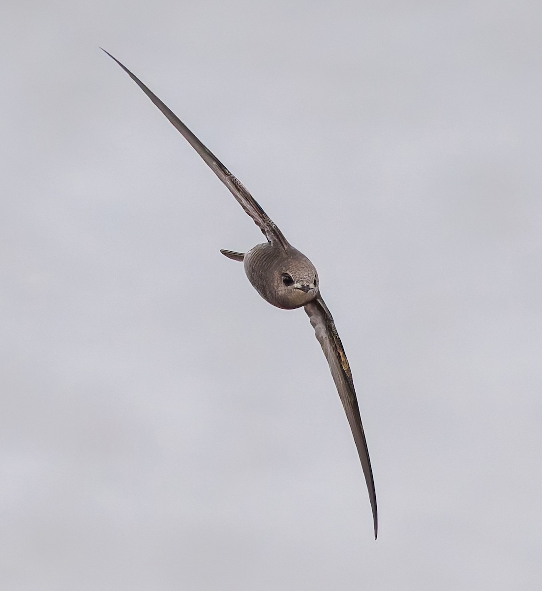 rorýs šedohnědý - ML645066194