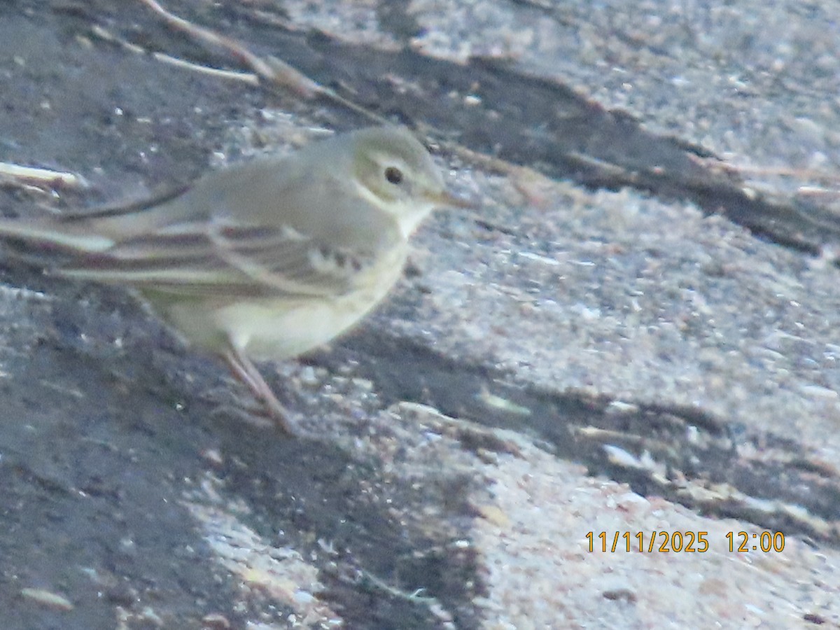 American Pipit - ML645066214
