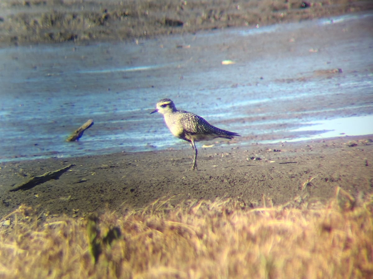 kulík hnědokřídlý - ML645066215