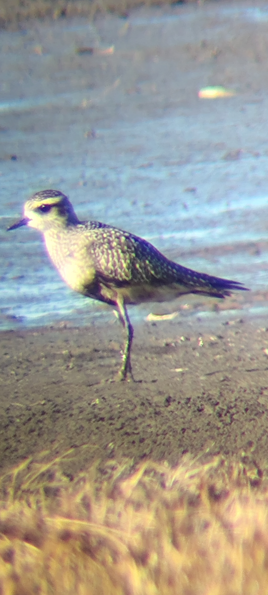 kulík hnědokřídlý - ML645066224