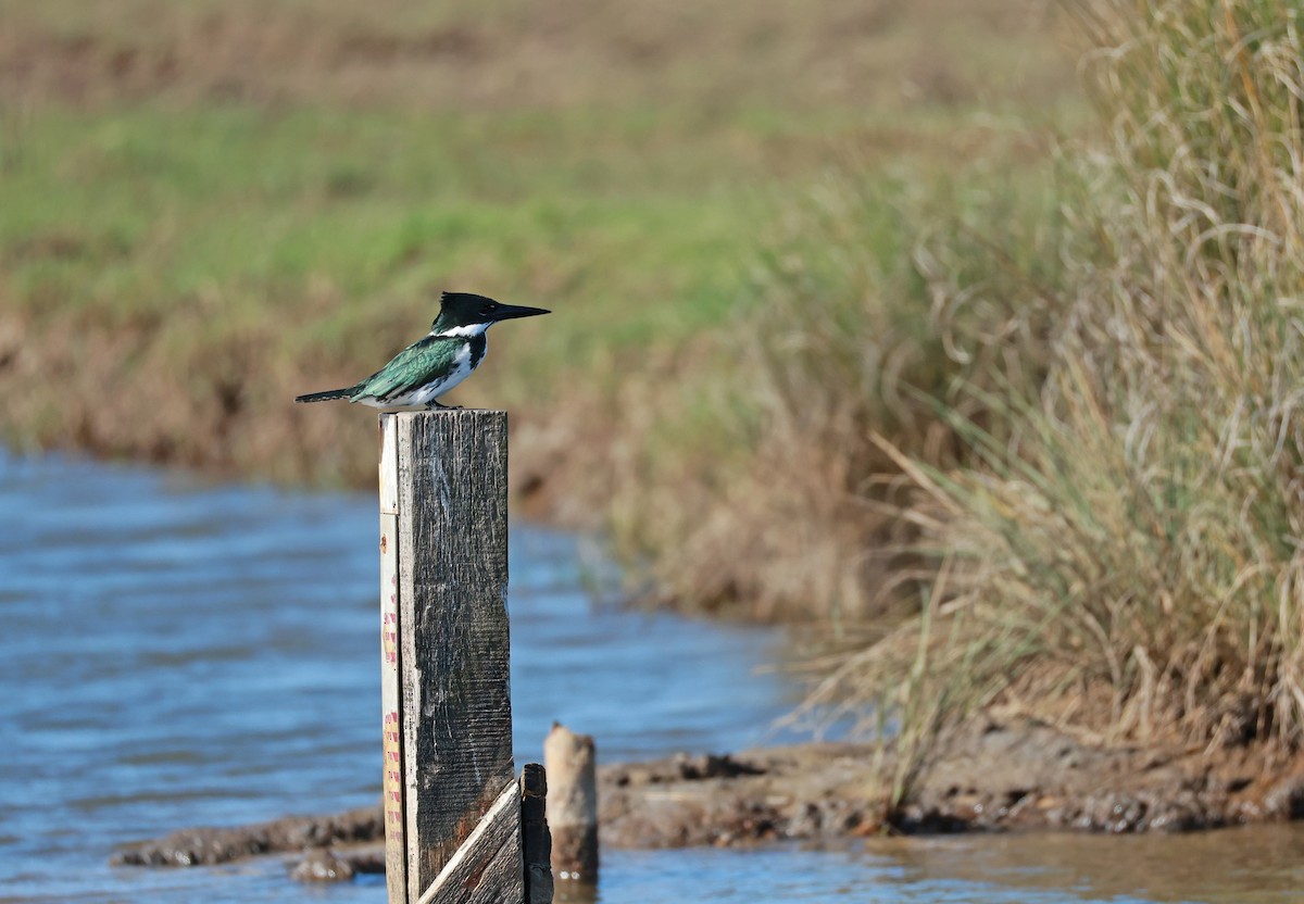 Amazon Kingfisher - ML645066243