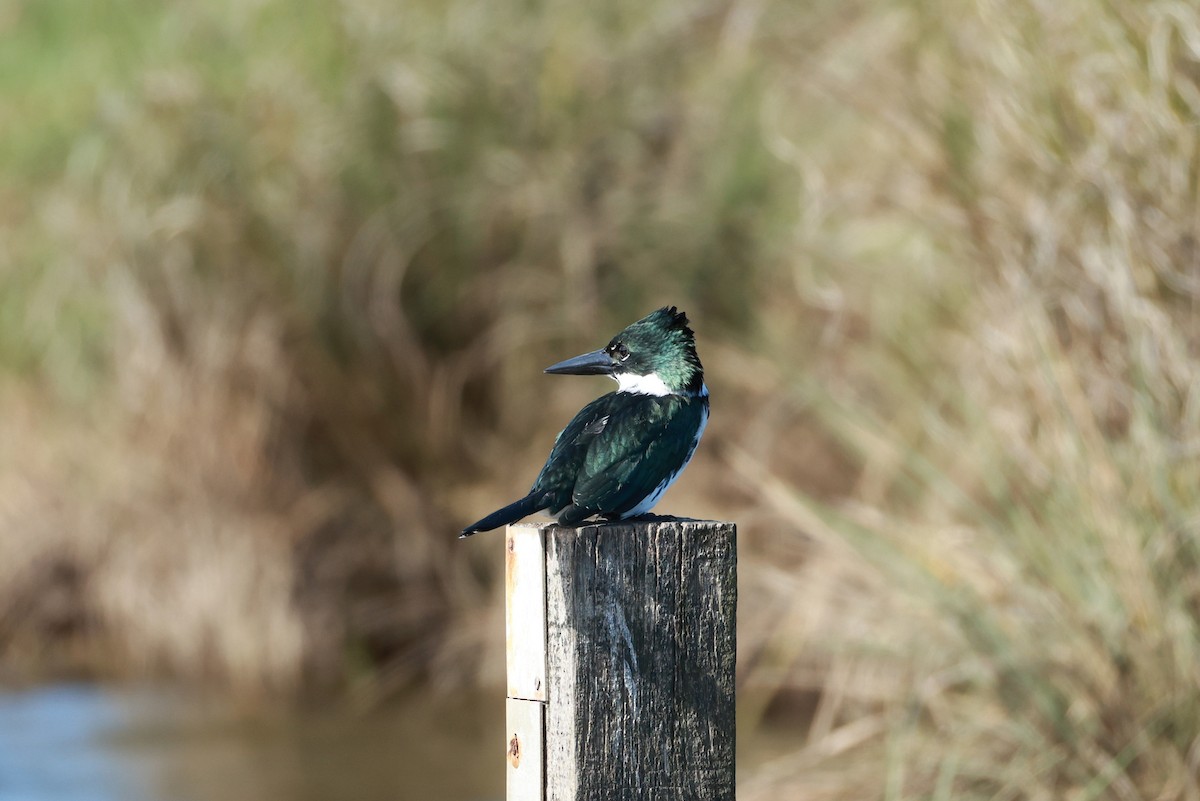 Amazon Kingfisher - ML645066244