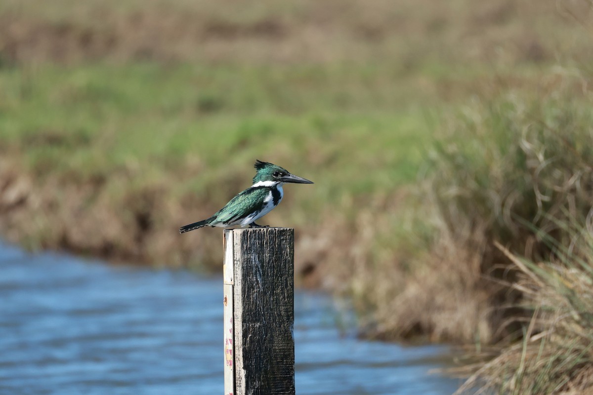 Amazon Kingfisher - ML645066245