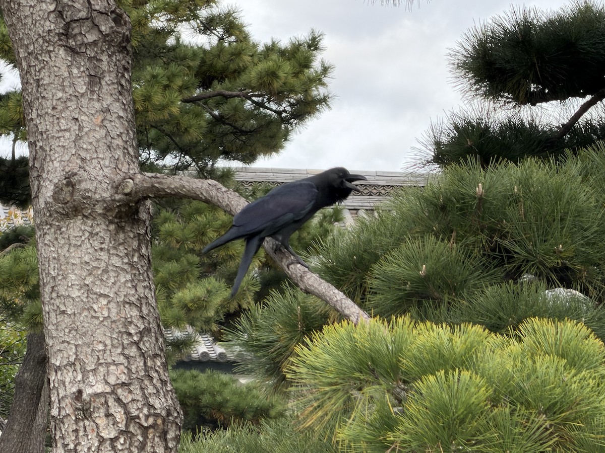Large-billed Crow - ML645066269