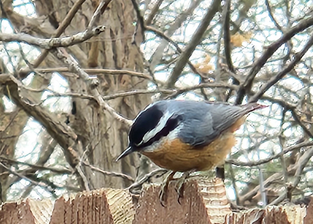 brhlík americký - ML645066289