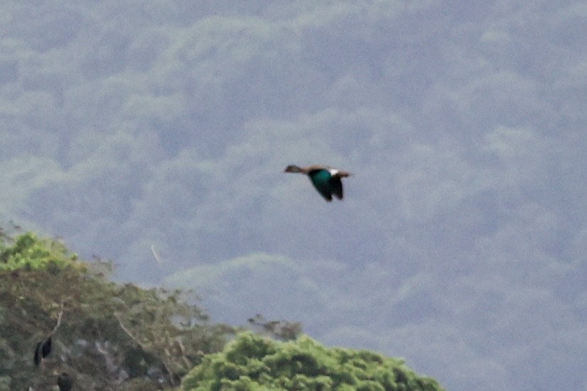 Brazilian Teal - ML645066291